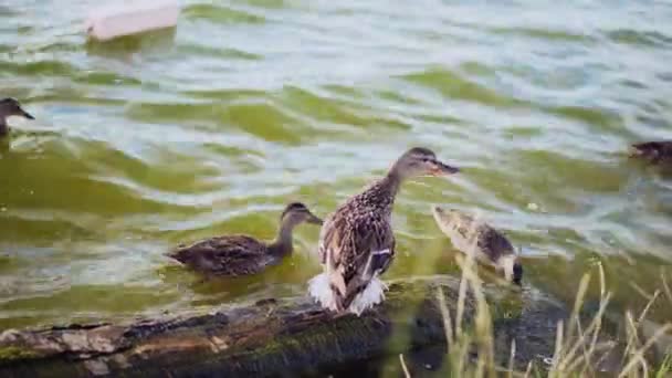 Zwei erwachsene Enten stehen auf einem Baumstamm, der am See liegt. — Stockvideo