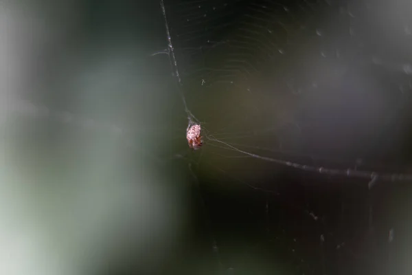 Μικρή αράχνη σε ένα πολύ λεπτό σχεδόν αόρατο ιστό. — Φωτογραφία Αρχείου