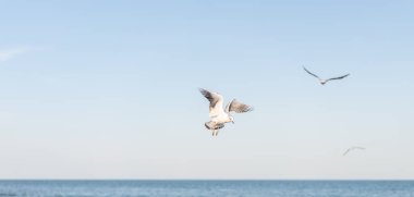 Birkaç güzel beyaz martı denizin su yüzeyinde sinek. 