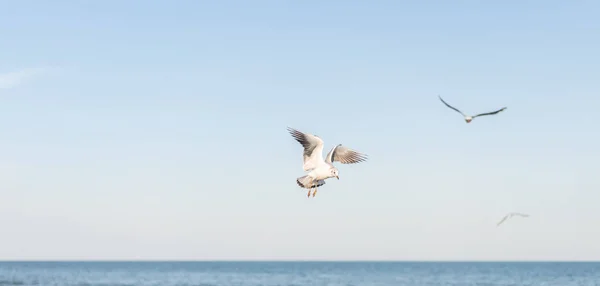 Several beautiful white seagull fly over water surface of the sea. — Stock Photo, Image