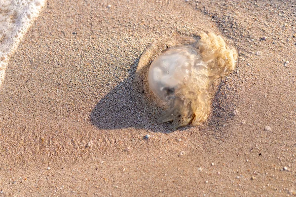 Morto medusa si trova in estate bech sabbia da vicino . — Foto Stock