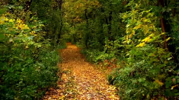 Walking through autumn forest. Pathway through bright colorful vibrant golden colored fall landscape with sunlight. Illuminating fallen leaves. — Stock Video