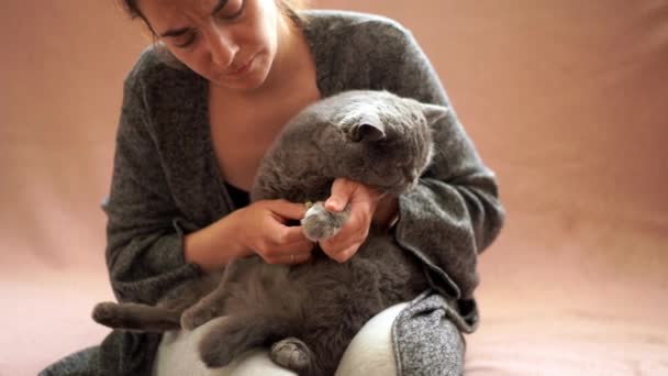 Mulher cortou garras de gato domésticas. Manutenção pessoa animal de estimação clipping garra prego casa — Vídeo de Stock