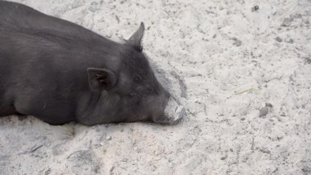 猪生态农场家畜饲养业 大黑猪睡在沙滩上高质量的4K镜头 — 图库视频影像