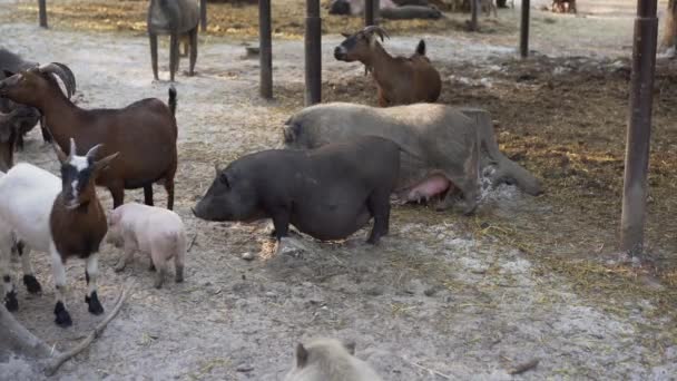 Eco Granja Cerdo Cabra Tierras Cultivo Aire Libre Grupo Pastos — Vídeo de stock