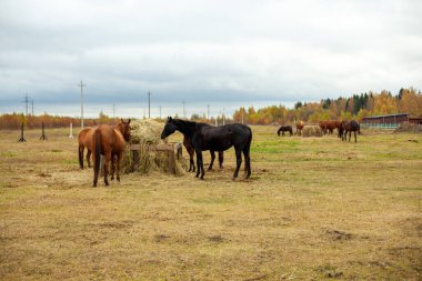 Sonbahar tarlasında atlar