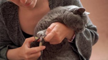 Kadın evcil kedi pençelerini kesti. Bakım evcil hayvan tırnak kesme evi. Yüksek kalite 4k görüntü