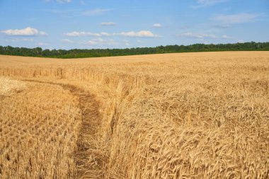Buğday tarlası mavi bulutlu arka planda yaz mevsimi hasat