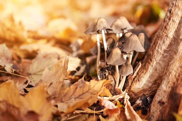 Poisonous mushrooms group grow in autumn leaves near the tree. toadstool grebe fungus fairy-mushroom backgroun