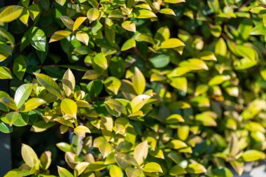 Parlak güneş ışığı yemyeşil yaprakları aydınlatır, bir bahçe ortamındaki çeşitli bitkilerin canlı yapraklarını ortaya çıkarır. Yapraklar yeşilin farklı tonlarını göstererek ferahlatıcı bir atmosfer yaratıyor..