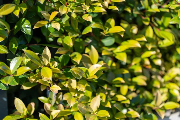 Parlak güneş ışığı yemyeşil yaprakları aydınlatır, bir bahçe ortamındaki çeşitli bitkilerin canlı yapraklarını ortaya çıkarır. Yapraklar yeşilin farklı tonlarını göstererek ferahlatıcı bir atmosfer yaratıyor..