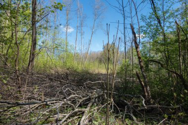 ormanda, ağaçlarda Bayındır yaprakları Temizleme bahar bakış; Ön planda, Kuru bush mayo yerden kesilir