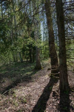 Orman Ladin ve huş ağaçlarıyla, ağaç gölgeleri yere; toprakta kuru dalları