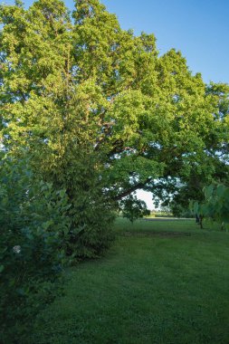 Bahar, bir büyük güneş yaktı meşe ağacı meyve önce benim yeşil bahçe; önündeki yeşil çim