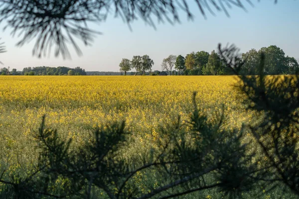 Rural Area View Yellow Rape Field Pine Branches Yellow Natural — Stock Photo, Image