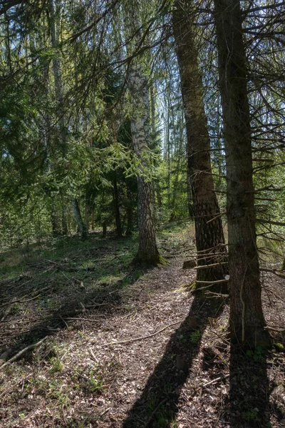 Orman Ladin ve huş ağaçlarıyla, ağaç gölgeleri yere; toprakta kuru dalları