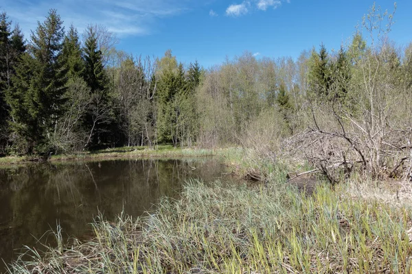 Frühling Blick Auf Den Teich Umgeben Von Wäldern Bäume Gedeihen — Stockfoto