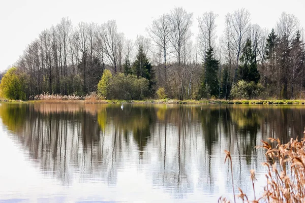 lake landscape in spring, trees begin to flourish; tree and color reflection in water; white swan with some ducks in the distance