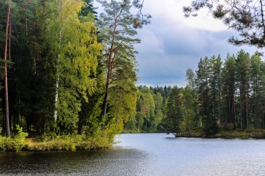 nehir vurgun ormanları aracılığıyla; çam ve ağaç her iki kıyısında; yaz günü doğa sularda