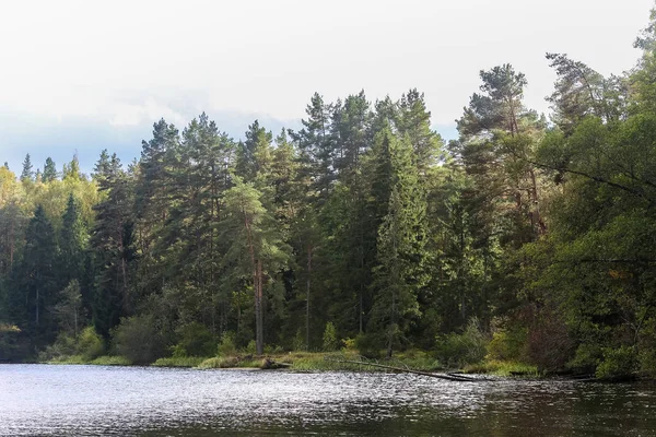 Floden Med Stranden Nära Tallskog Sommardag Vatten Naturen Torra Träd — Stockfoto
