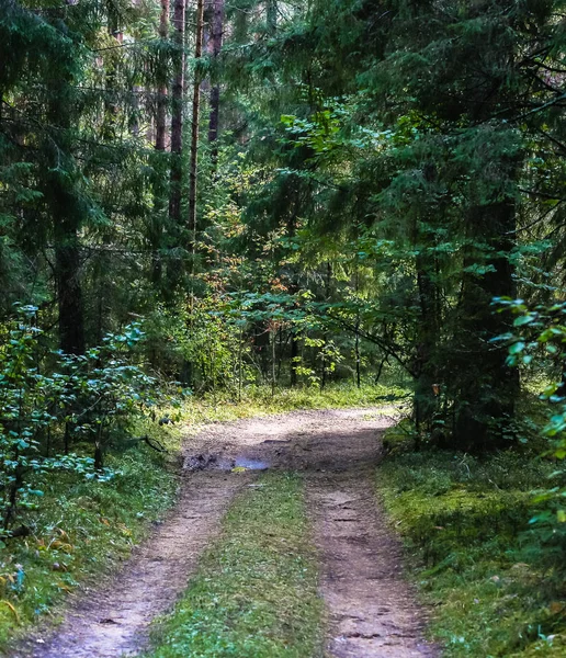 empty forest road with puddle and bend; summer nature landscape in the forest; green nature in a mixed tree forest