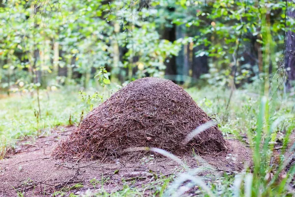 an anthill, a great formation in a forest that meets pine needles; nature protected object