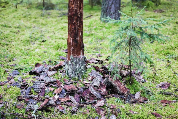 Dried Pine Trunk Birds Peeled All Bark Pine Bark Trunk — Stock Photo, Image