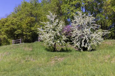 beyaz çiçekli çiçekli armut ağaçları; meyve ağaçları ve sarı dandelions yeşil çim ile yamaç