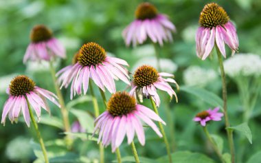 sarı çiçekler üzerinde yeşil bir arka plan bulanık beyaz mor yaprakları ile; keskinlik ile vurgulanan bir çiçek