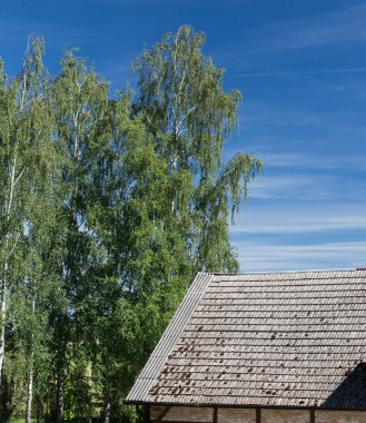 mavi gökyüzü arka planda binalar yakın çok uzun huş ağaçları; kil kiremit çatı ile bina