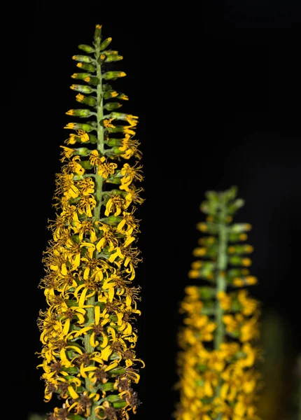 Yellow flower stems with many small flowers on a dark background; one flower highlighted with sharpness