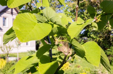 kırsal gün Bahçe, çok büyük yeşil yaprakları ile yeni kireç ağacı şube yakın