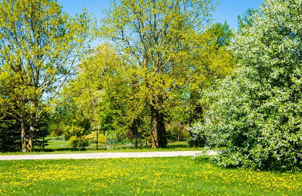 spring meadows and garden landscape, oak flourish leaves, bird-cherry tree blooms, yellow dandelions are full lawn, ornamental garden behind the fence