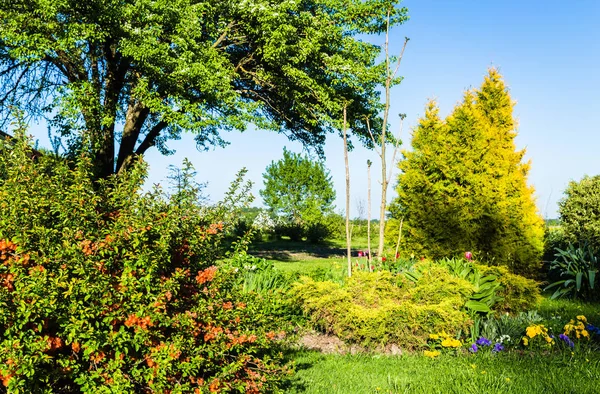 様々な観賞植物と春の家族の庭 前景には開花マルメロがあり その後ろには花の梨の木があります — ストック写真