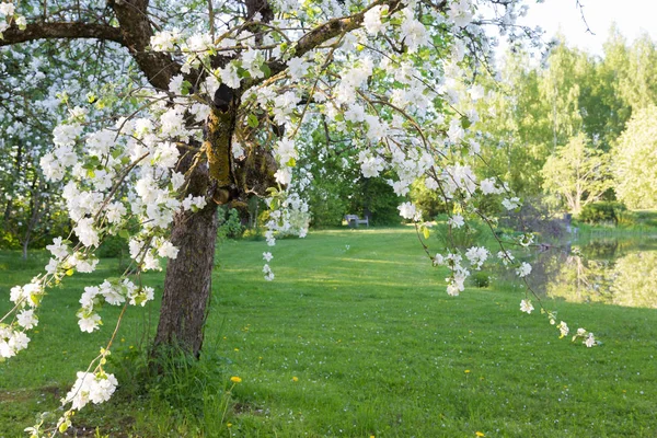 Old Large Blossoming Apple Blossom Garden Landscape Pond Background Large — Stock Photo, Image