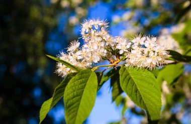 kuş kiraz ağacı çiçeği yakın yukarı; mavi bir gökyüzünde küçük, beyaz, güzel çiçekler ve bulanık bir arka plan bir sürü; Harika çiçekler
