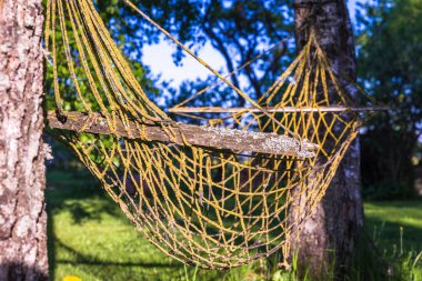 huş ağaçları ve yosun ve liken arasında eski hamak, kırsal alanda yaz güneşli gün