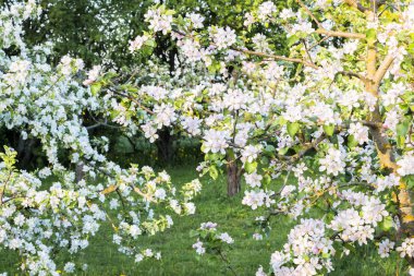 ilkbaharda çiçekli elma bahçesi; Elma ağacı dalları dolu, çiçekler açısından zengin