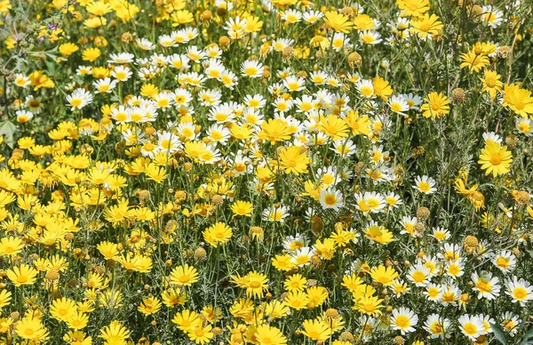 Żółto Białe Stokrotki Pole Zbliżyć Dużą Ilością Kwiatów — Zdjęcie stockowe
