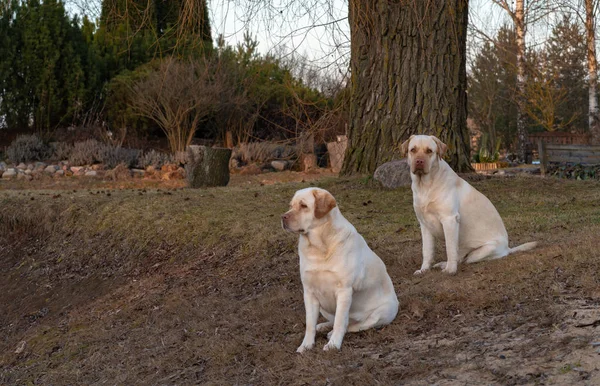 農村地域の地面に座っている2匹の黄色いラブラドールレトリバー犬は 犬は私たちを見ますが 雌犬は距離を見ます — ストック写真