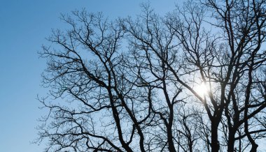 mavi bir gökyüzü arka plan üzerinde yaprakları olmadan büyük meşe ağacı dalları, güneş dalları ile parlar
