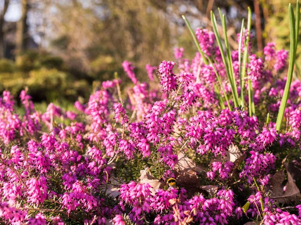 Heather fall flower in the garden; Purple Common Heather Calluna vulgaris flowers close up Suitable for backgrounds