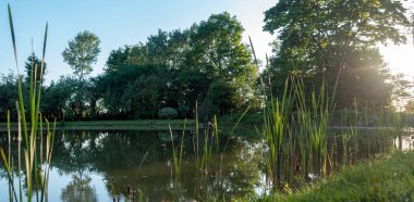 gölette bahçemde gün batımı; sakin suda ağaçların ve gökyüzünün bir yansıması vardır; Güneş arkadan parlıyor