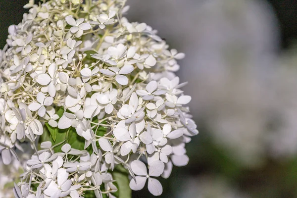 Many Small White Flowers Close Focus Individual Flowers Background Light — Stock Photo, Image