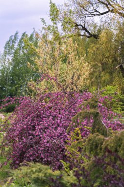 küçük bir elma ağacı ile süs aile bahçesi, mor çiçeklerle dolu dalları asılı; diğer dekoratif ağaçlar hala görülebilir
