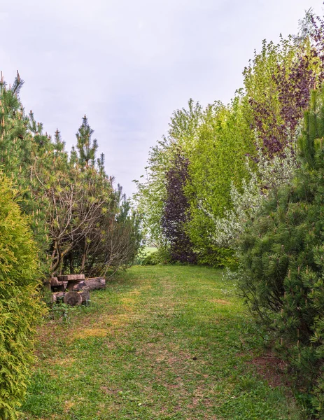 소나무 헤이즐 덤불과 장소를 산책로 — 스톡 사진