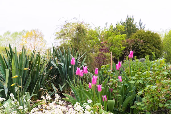 decorative family garden with bright pink tulips; other decorative plants and shrubs are still visible