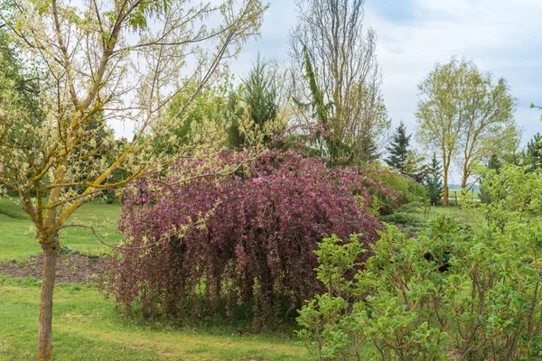 Центрі Висить Яблуня Фіолетовими Квітами Передньому Плані Паркові Троянди Ззаду — стокове фото
