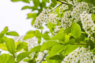 Soluk yeşil yaprak arka planda demet beyaz çiçekler ile çiçeklenme sırasında Virginia kuş kiraz dalları