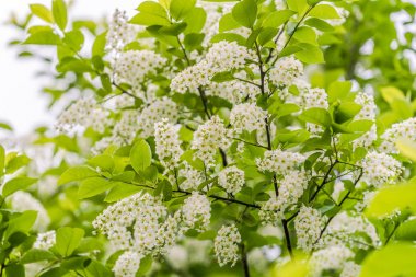 Soluk yeşil yaprak arka planda demet beyaz çiçekler ile çiçeklenme sırasında Virginia kuş kiraz dalları